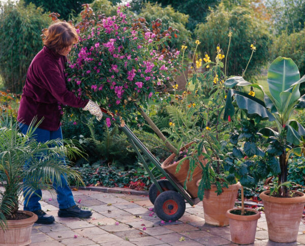 Wonach Solche Beim Bäume aufkaufen Anerkennen Sollten: Ein Vademecum  Wohnhaft bei  Gartenliebhaber