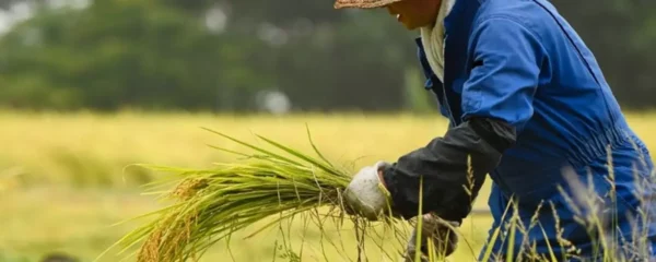 Faktoren für Dieser Ernte Eines Altersheims